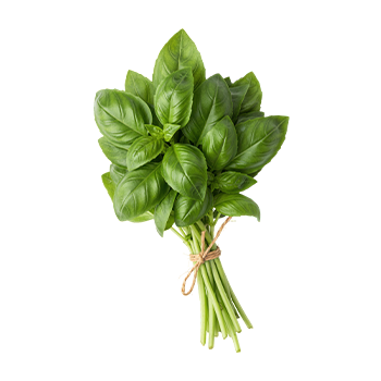 bouquet de basilic