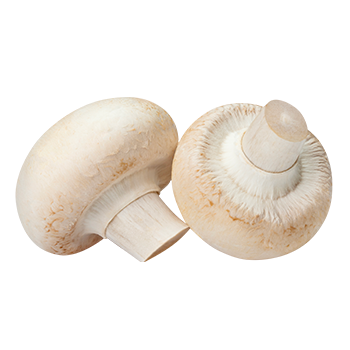 Le champignon de Paris