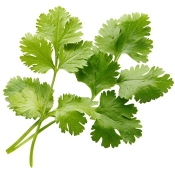 Coriandre 