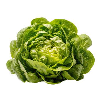 salade verte