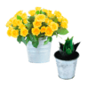 Plantes et fleurs