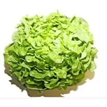 Votre primeur propose, Feuille de chêne blonde