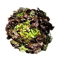 Votre primeur propose, Feuille de chêne rouge