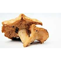 Votre primeur, Pied de mouton