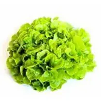 Votre producteur local propose, Feuille de chêne verte