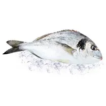 Votre poissonnier propose, Daurade royale vidée 300/400