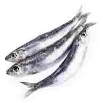 Votre poissonnier propose, SARDINE