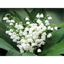 Votre fleuriste propose, Vase 10 brins + feuille