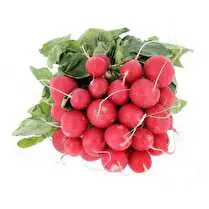 Votre primeur propose, Radis rouge rond botte