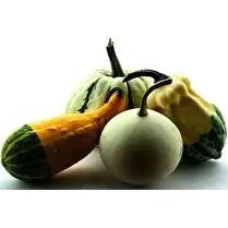 Votre primeur, Coloquintes