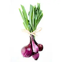 Votre primeur propose, Oignon botte rouge
