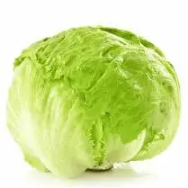 Votre primeur propose, Laitue Iceberg