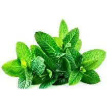 Votre primeur propose, Menthe fraîche botte