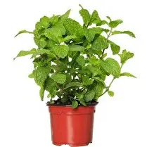 Votre primeur propose, Menthe verte bio pot de 10cm