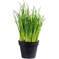 Votre primeur propose, Ciboulette bio pot 10cm