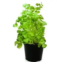 Votre primeur propose, Coriandre bio pot 10cm