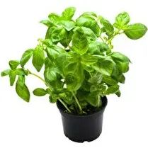 Votre primeur propose, Basilic bio pot 10cm