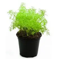 Votre primeur propose, Aneth bio pot 10cm