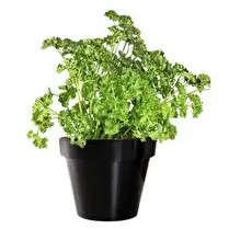 Votre primeur propose, Persil frisee bio pot 10cm