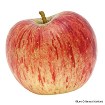Votre producteur local propose, LD pomme reine de reinette