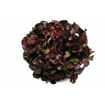 Votre producteur local propose, Feuille de  chêne rouge