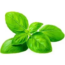 Votre primeur propose, Basilic 15g