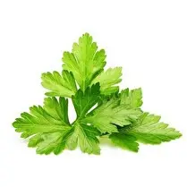 Votre primeur propose, Coriandre 15g