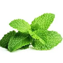 Votre primeur propose, Menthe 15g