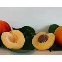 Votre primeur propose, Abricot blanc barquette