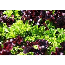 Votre primeur propose, Jeunes pousses de Mesclun