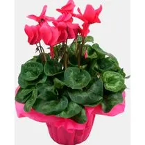 Votre fleuriste, Cyclamen