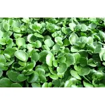 Votre primeur propose, Cresson