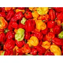 Votre primeur, Piment antillais